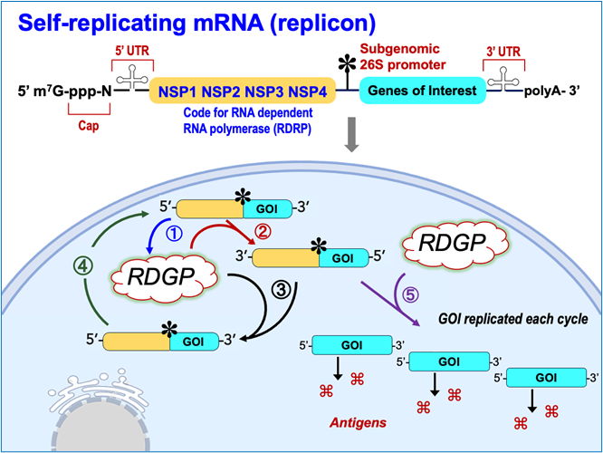 Self-replicating mRNA