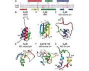 Amino?acid sequence and structural comparison of GA88 and GB88.