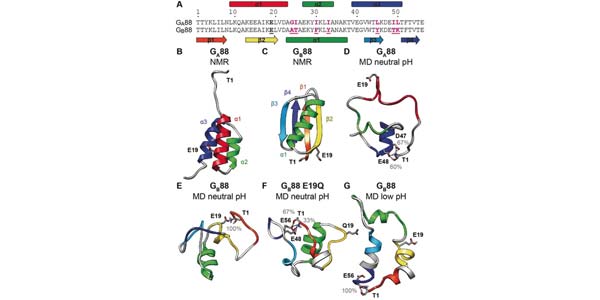 Amino?acid sequence and structural comparison of GA88 and GB88.