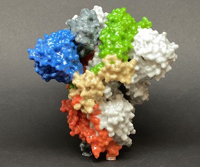 3D model of SARS-CoV-2 spike protein