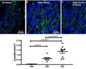 Alignment and contractility of iPSCs