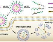 Chemical structure of VIPER (virus-inspired polymer for endosomal release, and?Illustration of VIPER-induced endo/lysosomal escape.